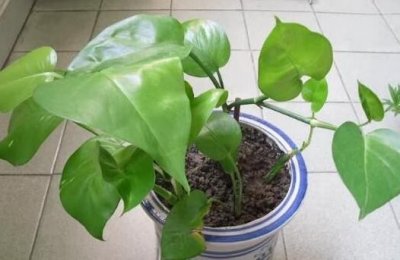 ​冬季如何给绿萝正确浇水？掌握3个关键点，个个枝繁叶茂