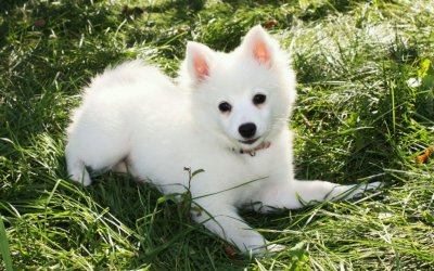 ​母的狗狗也会来月经，你知道吗