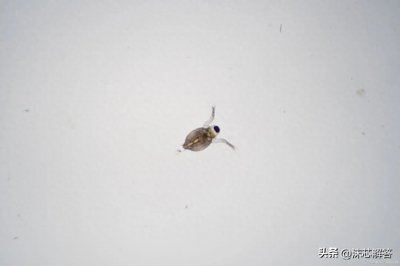 ​白醋祛除家里小飞虫的妙招，告别烦恼，让小飞虫无处藏身！