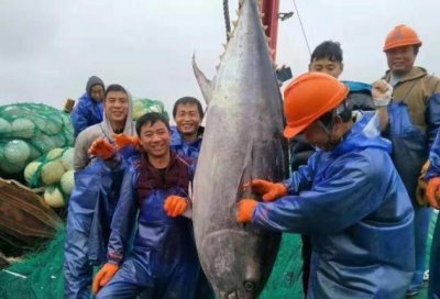 ​盘点5种“天价”鱼，最贵的一条300多万，土豪都嫌太贵了