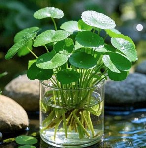 ​推荐6种寓意很好的水培植物，一定有你喜欢的