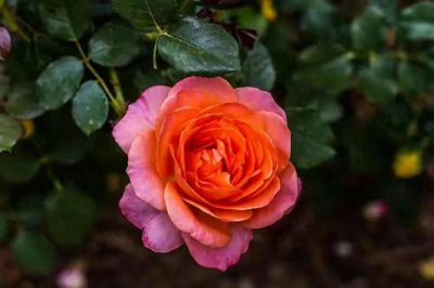 ​已婚男人喜欢一个人又克制时，会有这五种常见的表现