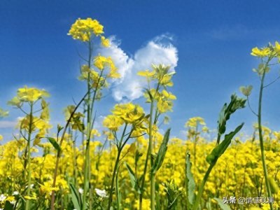 ​打卡这些赏油菜花的好去处，不愁拍不出好的油菜花图片