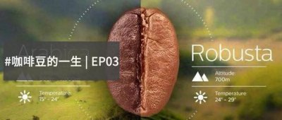 ​咖啡豆的种类