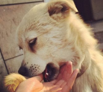 ​狗狗为什么喜欢“咬主人”的手，还不是因为太爱你