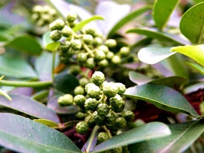 ​彰德街道：两千多亩青花椒飘香采收忙