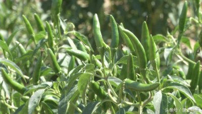 ​朝天长的小泰椒，个头小但产量高，一株能结三斤多，直供老干妈！