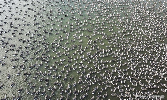 探访沈阳大雁养殖基地 万余大雁水面漂浮场面壮观