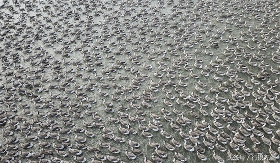 探访沈阳大雁养殖基地 万余大雁水面漂浮场面壮观