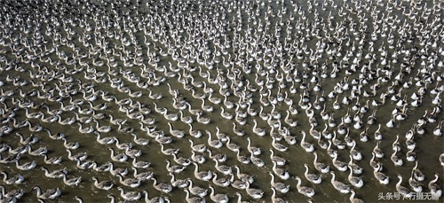 探访沈阳大雁养殖基地 万余大雁水面漂浮场面壮观