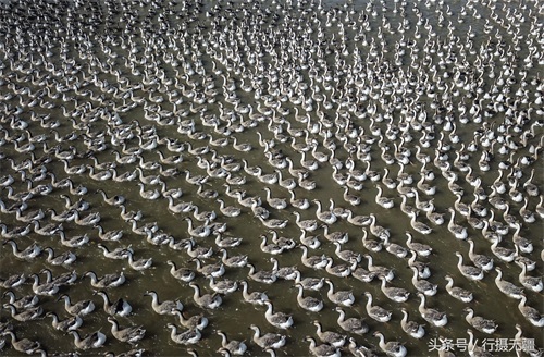 探访沈阳大雁养殖基地 万余大雁水面漂浮场面壮观