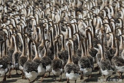 ​探访沈阳大雁养殖基地 万余大雁水面漂浮场面壮观