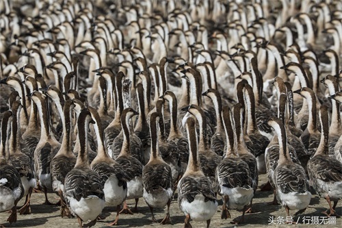 探访沈阳大雁养殖基地 万余大雁水面漂浮场面壮观