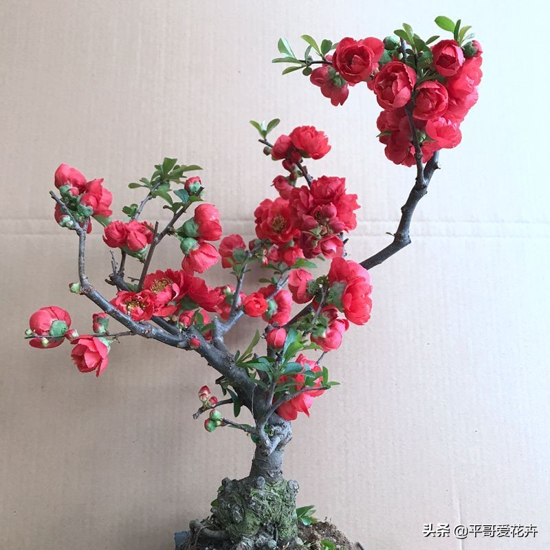 耐寒的室内绿植有哪些(推荐4种耐寒耐阴的绿植)