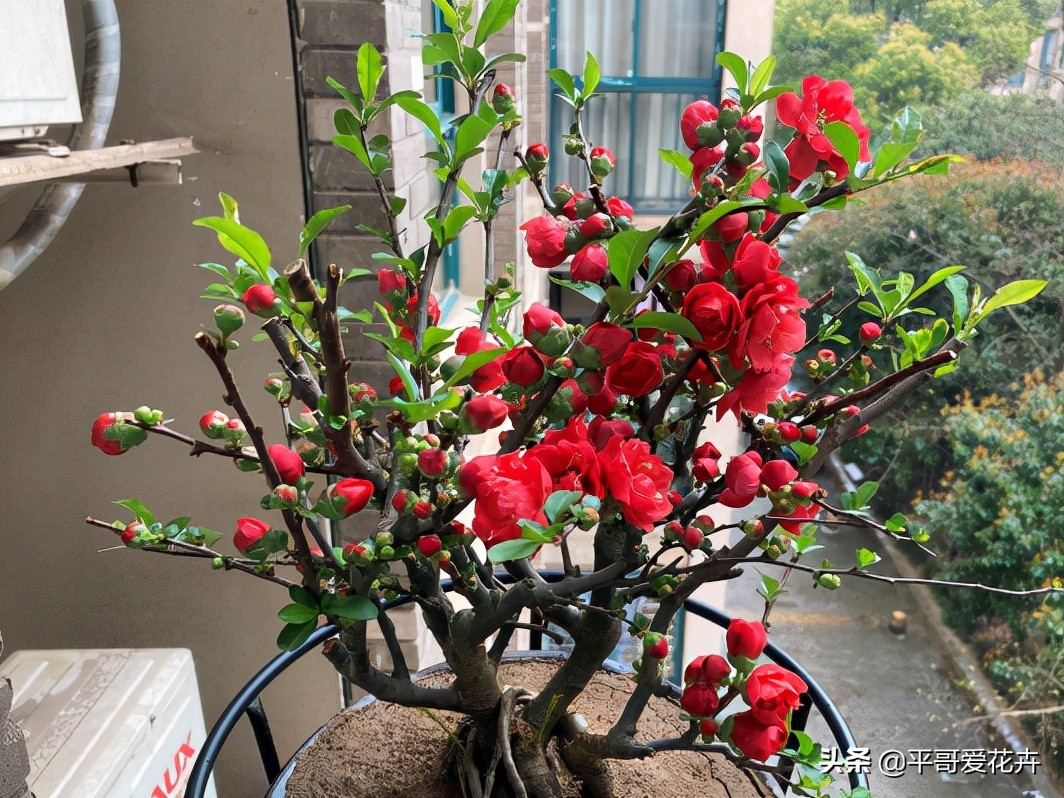 耐寒的室内绿植有哪些(推荐4种耐寒耐阴的绿植)