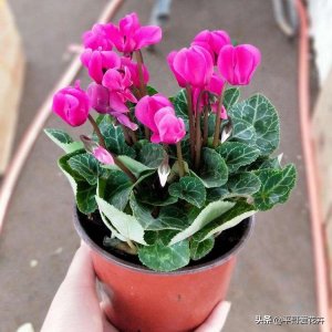 ​耐寒的室内绿植有哪些（推荐4种耐寒耐阴的绿植）