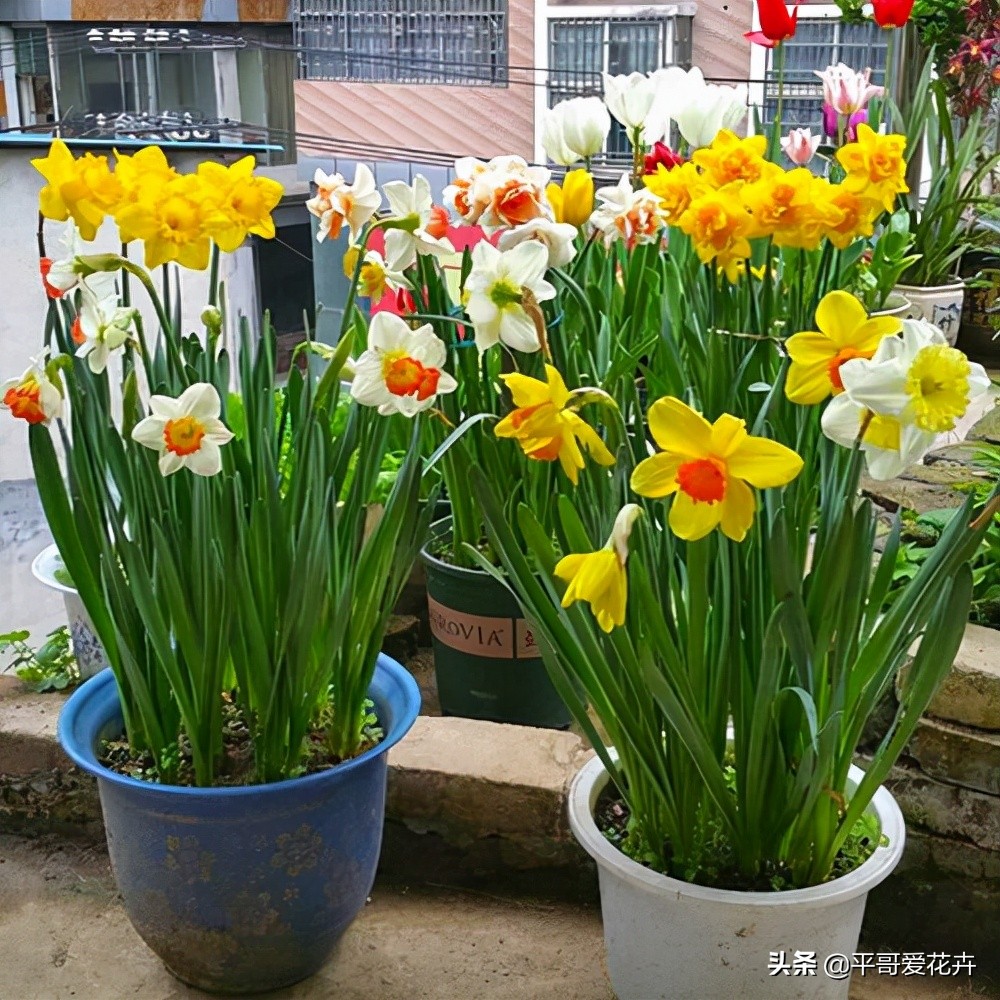 耐寒的室内绿植有哪些(推荐4种耐寒耐阴的绿植)