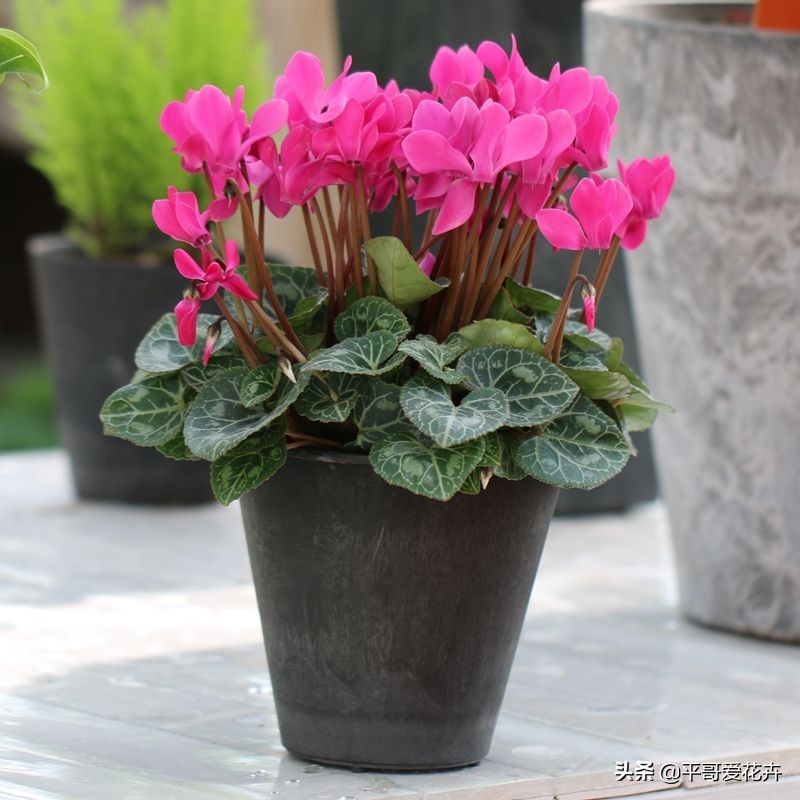 耐寒的室内绿植有哪些(推荐4种耐寒耐阴的绿植)