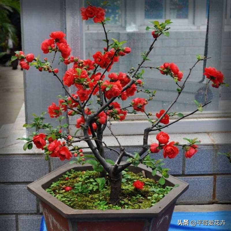 耐寒的室内绿植有哪些(推荐4种耐寒耐阴的绿植)