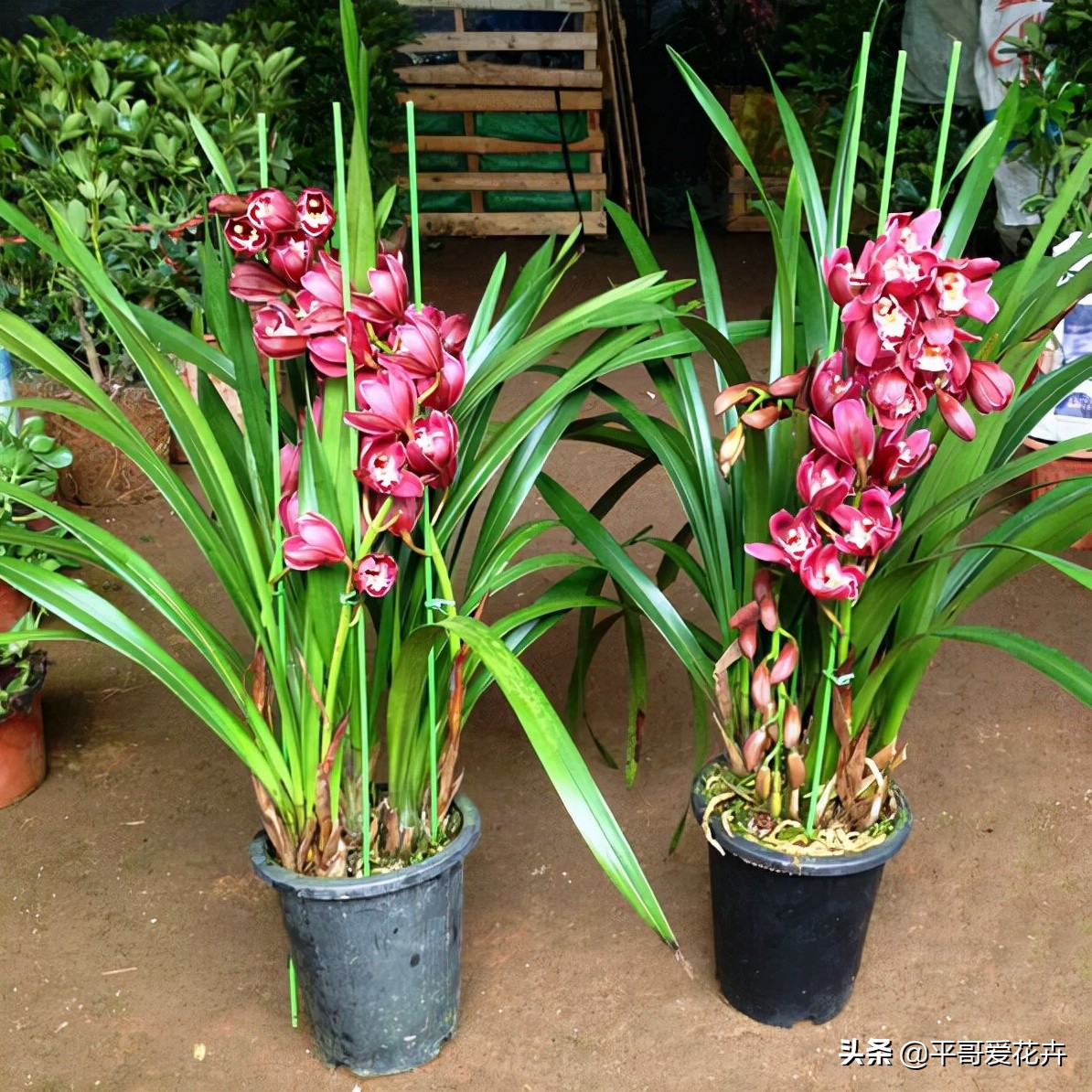 耐寒的室内绿植有哪些(推荐4种耐寒耐阴的绿植)