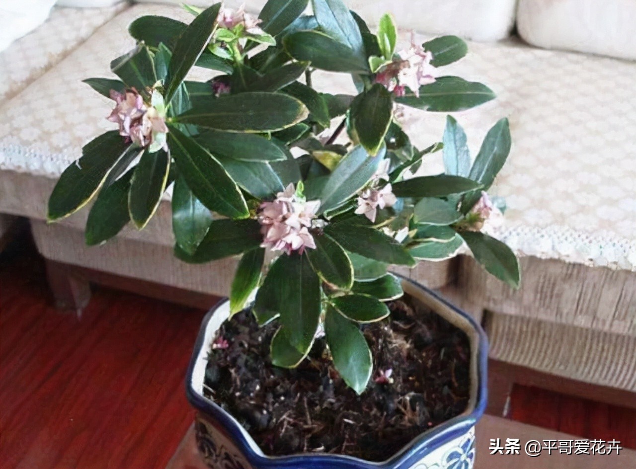 耐寒的室内绿植有哪些(推荐4种耐寒耐阴的绿植)