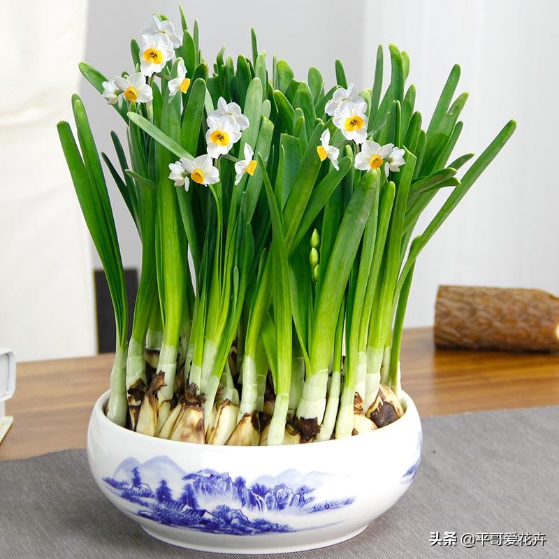 耐寒的室内绿植有哪些(推荐4种耐寒耐阴的绿植)