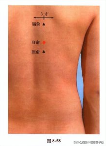 ​足太阳膀胱经经穴——肝俞穴