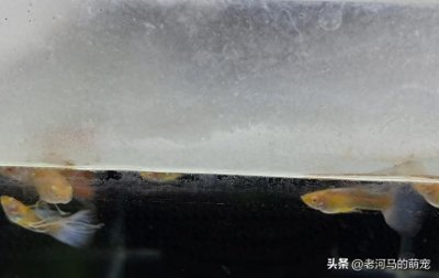 ​鱼缸上的水锈怎样消除?告别鱼缸水锈，还鱼儿一片清澈天地