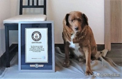 ​见一见有史以来最老的狗：波比