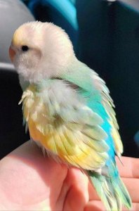 ​鹦鹉百科之牡丹鹦鹉介绍，入坑必看