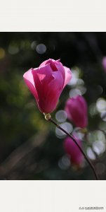 ​实拍26张玉兰花的照片，是否拍出了优雅浪漫之美？你喜欢哪几张