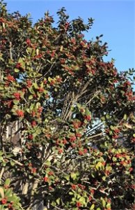 ​枸骨树——像冬天里的“一把火”