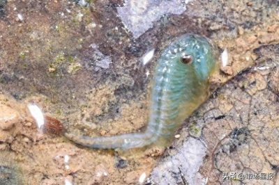 ​合肥大蜀山惊现罕见“仙女虾”，生态新发现引发热议