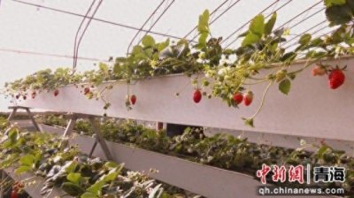 ​共和县：产业格局从“一树独大”转变成“遍地开花”