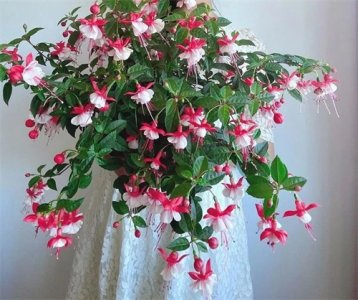 ​倒挂金钟，也太可爱了吧，好看花期长