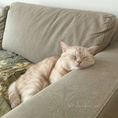 超级可爱萌的小动物头像猫咪