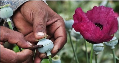 ​英国为什么能用鸦片打开清朝的大门？鸦片贸易走私带来的社会危机